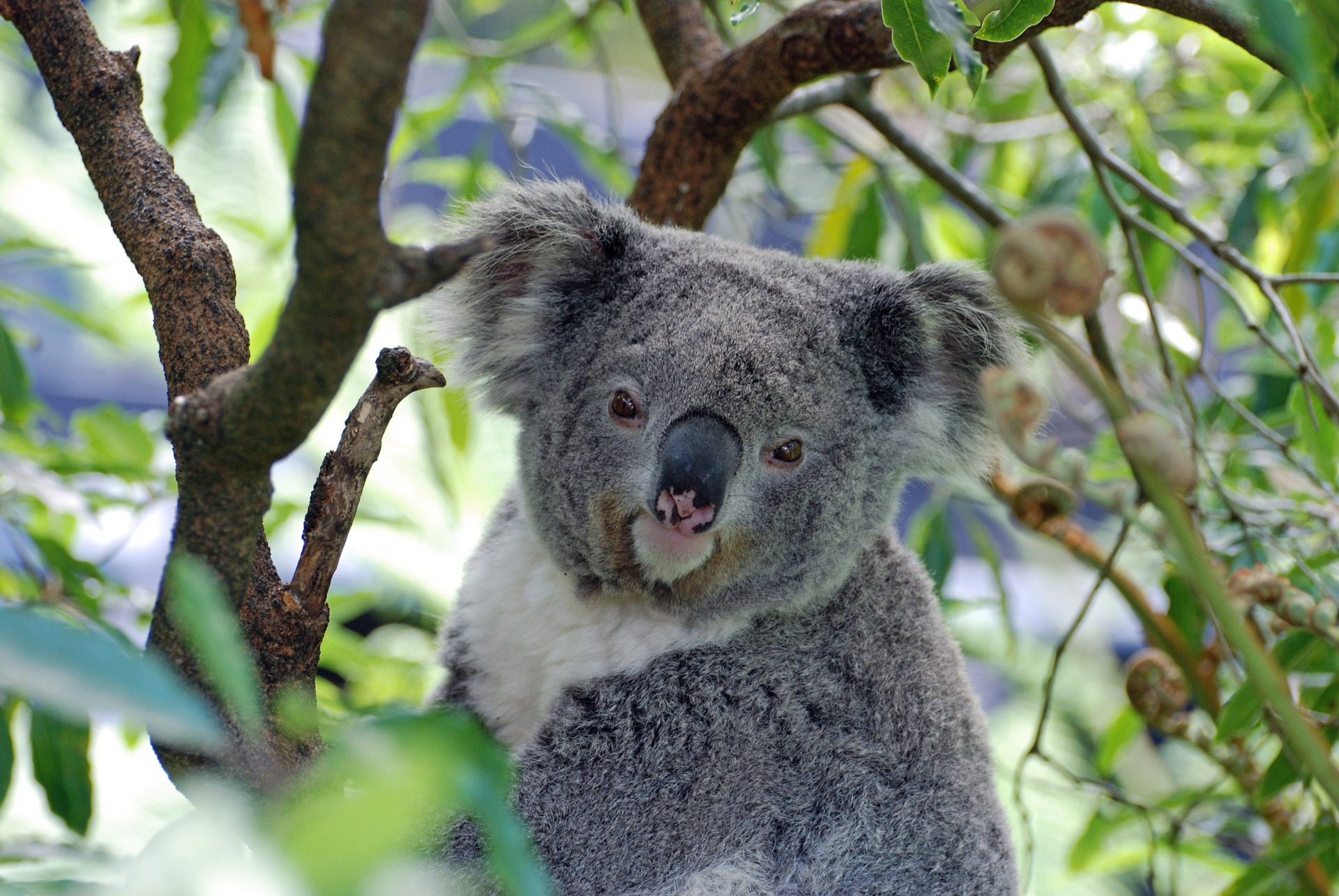 koala-2363007_1920